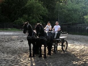 Fríz lovak kaphatók Ukrajnában